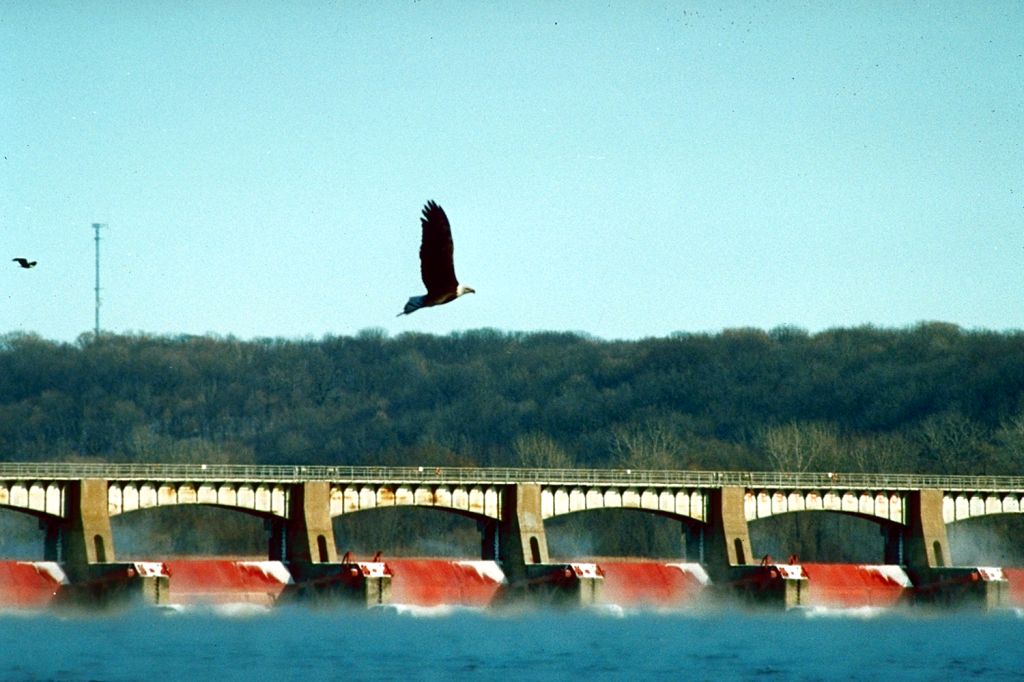 Eagle at Locks and Dam 14