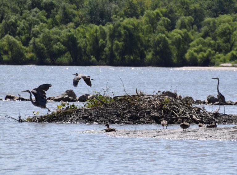 Great Blue Herons and ducks gather at Peoria Islands on the Illinois River, Peoria, Illinois.