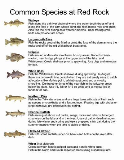 Fishing Tips for Fish Species